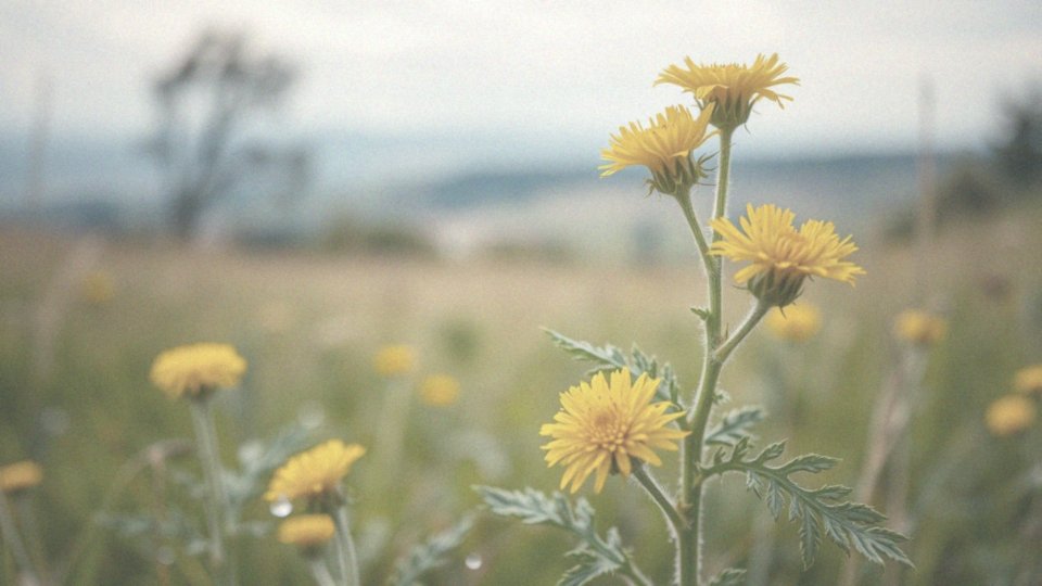 Jak pachnotka zwyczajna udrożnia drogi oddechowe?