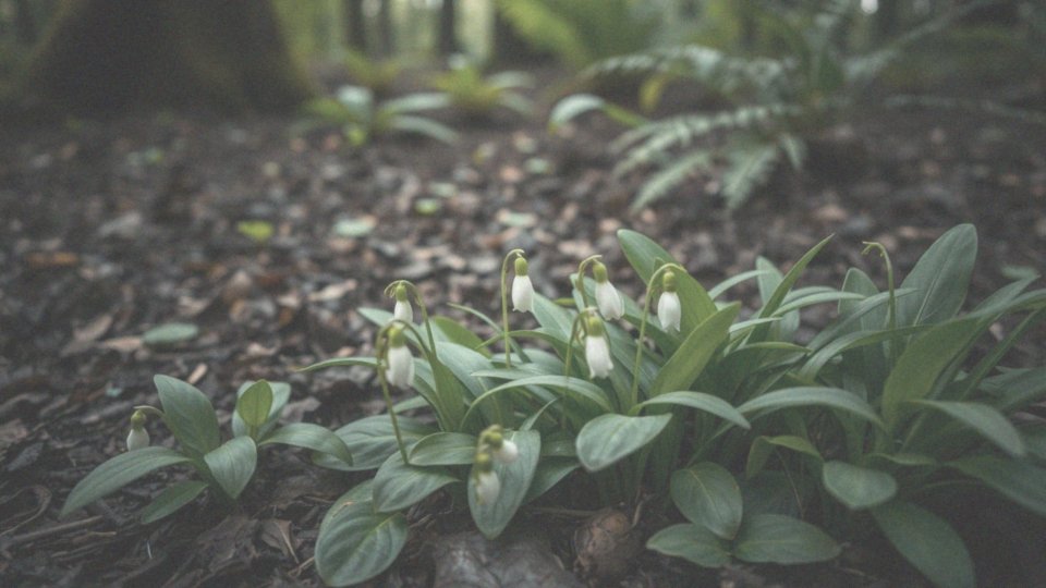 Co wyróżnia Allium ursinum jako roślinę kwitnącą do cienia?
