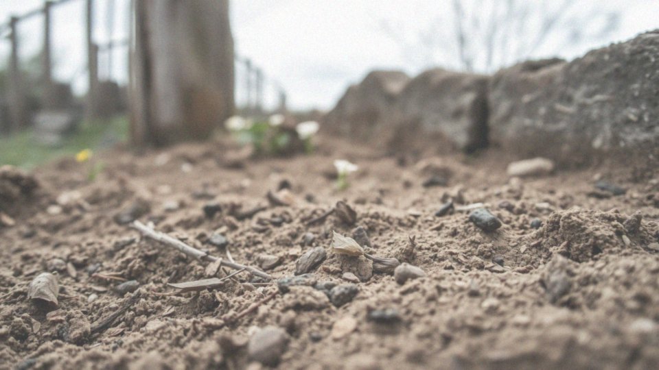 Jaką glebę preferują kwiaty margaretki?
