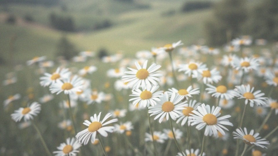Kwiaty margaretki wieloletnie – uprawa i pielęgnacja